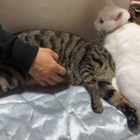 猫吸いをする猫