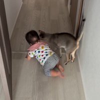 猫とハイハイする赤ちゃん