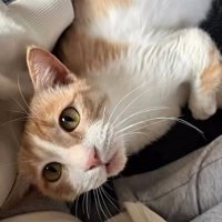 優しい目で飼い主を見つめる猫