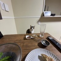 食卓にいた猫