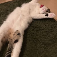 寝そべっている猫