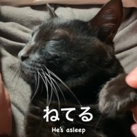 眠る猫