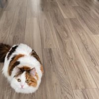 ドアの方へ狙いを定める飼い主