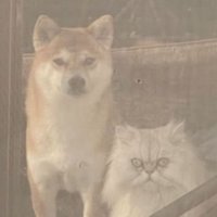 外を眺めている猫と犬