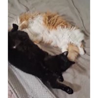寝ている猫