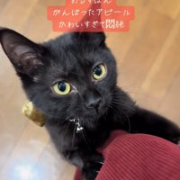 足に上ろうとする猫