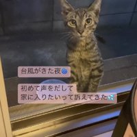 網戸の外にいる猫
