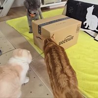 箱の周りに集合