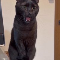 下顎を下げて口を開ける猫