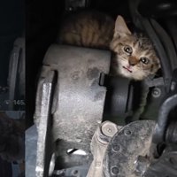 不安そうな子猫