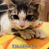 湯たんぽをフミフミする猫
