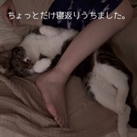 寝返りをうった猫