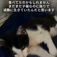 横になっている子猫