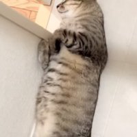 眠る猫