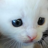 不安そうな子猫