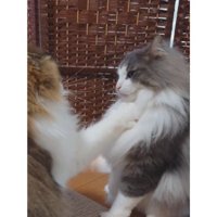 喧嘩している猫