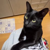 抱っこ紐に入った猫