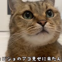 あごに水がついている猫