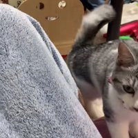 ソファに登る猫