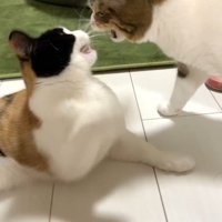 口を開けるふたり