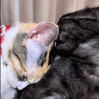 毛づくろいをしている猫