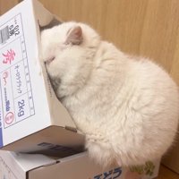 箱に顔を埋める猫