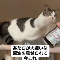 パンチする猫