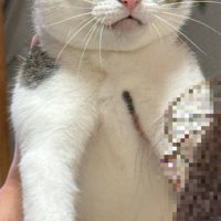抱えられている猫