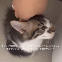 テーブルの下から出てきた子猫
