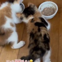 2匹並んで食事をしている子猫