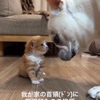 顔を近づける子猫と犬