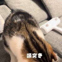 頭突きする猫