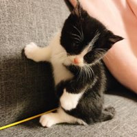 ソファーにいる猫