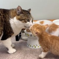 鼻と鼻をくっつける成猫と子猫