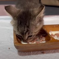 ご飯を食べる子猫