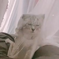 カーテンに引っかかる子猫アップ