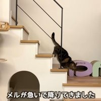 飼い主の帰りに気づいて一階におりてくる猫