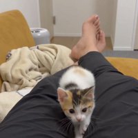 こちらを向く猫