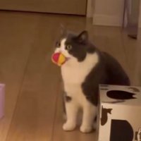 ボールを咥えて持ってきた猫