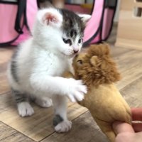 ぬいぐるみと戦う子猫