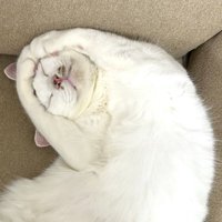OKポーズで眠る猫（アップ）