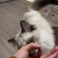 手のひらの上におやつを乗せた人とおやつを食べようとしている猫