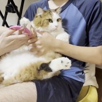 お膝に抱かれた長毛猫ちゃん