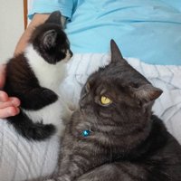 飼い主の足の上でくつろぐ子猫と成猫（アップ）