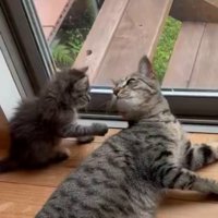 お互いの顔を見る2匹の猫