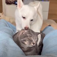 耳を舐め合う犬猫さんたち