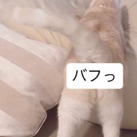 クッションに前足を乗せるマンチカン