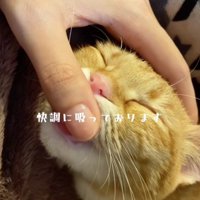 飼い主の指を吸う猫