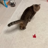 誘導中