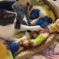 赤ちゃんの手の甲に前足を乗せる猫